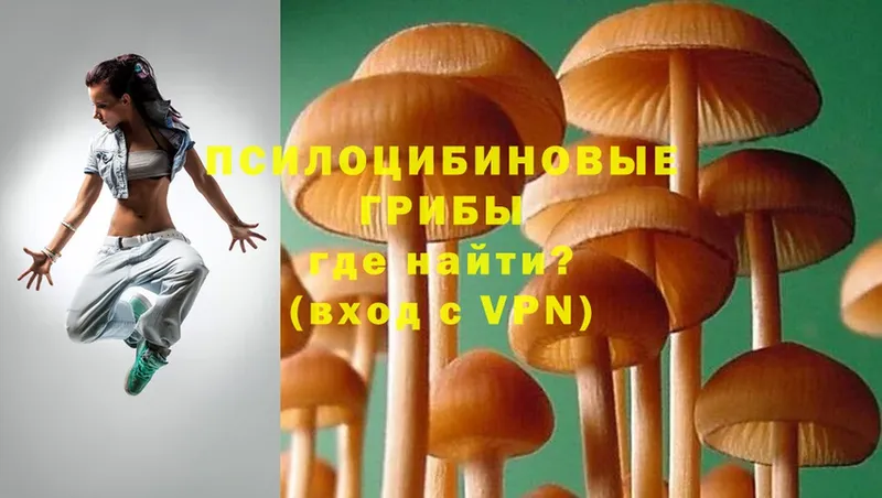 даркнет клад  где найти   Подпорожье  Псилоцибиновые грибы Psilocybine cubensis 